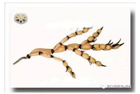 杞子炖羊脑，归杞猪腰偏方治癫痫